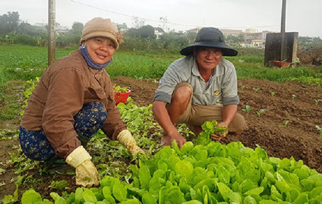 Rau La Hường được chứng nhận sản xuất theo tiêu chuẩn VietGAP (Ảnh: TL)