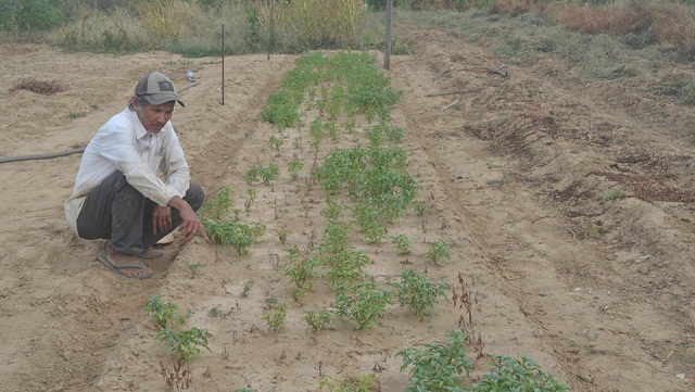 Nhiều loại rau La Hường không phát triển nổi do khô hạn, nước nhiễm mặn (Ảnh: TL)