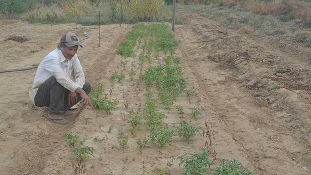 Nhiều loại rau La Hường không phát triển nổi do khô hạn, nước nhiễm mặn (Ảnh: TL)