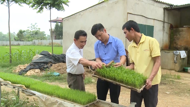 HTX hướng dẫn người dân đưa các giống cây trồng chất lượng cao vào sản xuất (Ảnh: TL)