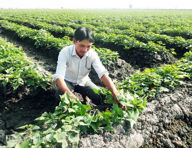 Anh Phan Văn Dũng là một trong những hộ tiên phong trồng khoai lang tại xã Mỹ Thái, tỉnh Kiên Giang (Ảnh:Internet)