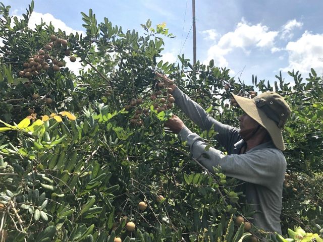 Dù phải cạnh tranh khốc liệt với các sản phẩm nhãn từ các vùng khác, thành viên HTX Nhân Tâm luôn quyết tâm theo đuổi việc sản xuất theo tiêu chuẩn VietGAP