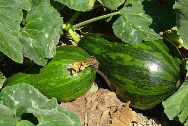 Chú trọng sản xuất an toàn góp phần nâng cao an toàn lao động trong sản xuất nông nghiệp (Ảnh:TL)