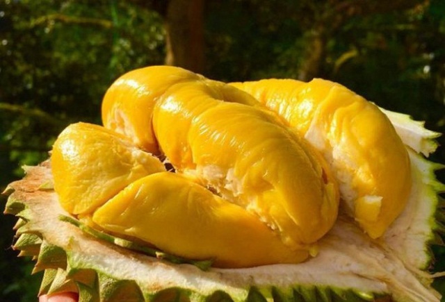 Sầu riêng của THT được nhiều đơn vị đến đặt hàng (Ảnh:TL)