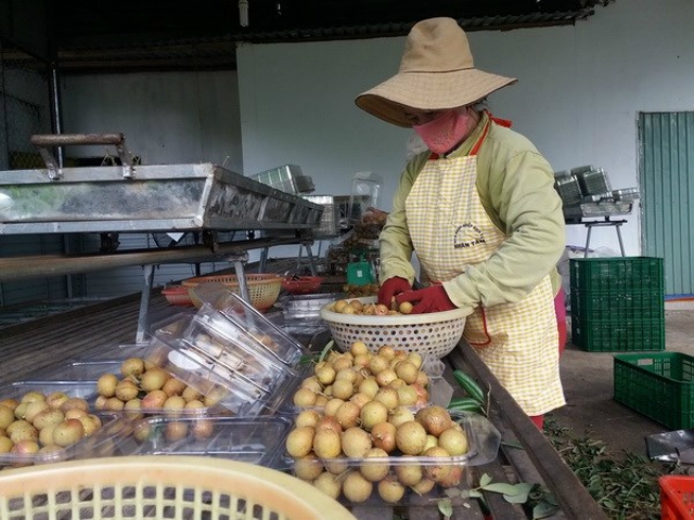 Sơ chế nhãn xuồng cơm vàng tại HTX Nhân Tâm (Ảnh: TL)