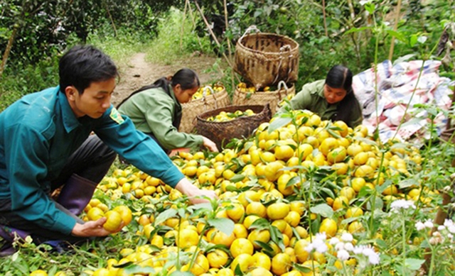 Bạch Thông đang đẩy mạnh chuyển đổi cơ cấu cây trồng theo hướng bền vững (Ảnh Tư liệu)