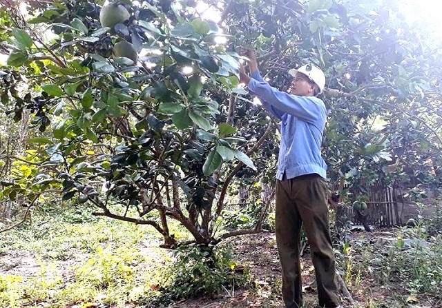 Bưởi trụ Đại Bình được công nhận là sản phẩm OCOP 3 sao cấp tỉnh (Ảnh: TL)