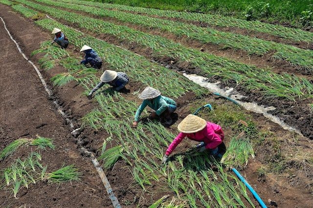 Giá trị sản phẩm thu hoạch trồng trọt và nuôi trồng thủy sản ở xã Xuân Thiện đạt gần 153 triệu đồng/ha/năm (ảnh: Tư liệu)