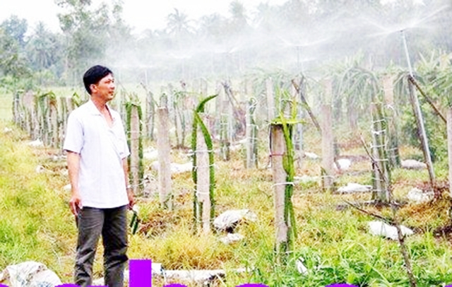 Thanh long đang mang lại hiệu quả kinh tế cao cho người dân huyện Mang Thít (Ảnh Tư liệu)