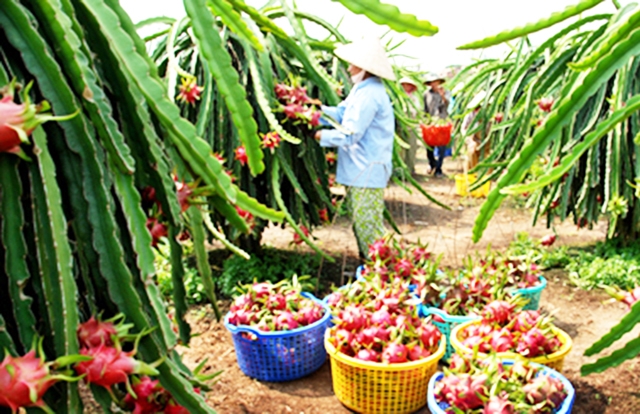 Cần thúc đẩy vai trò HTX, chú trọng khoa học - kỹ thuật để đảm bảo hiệu quả bền vững (Ảnh TL)