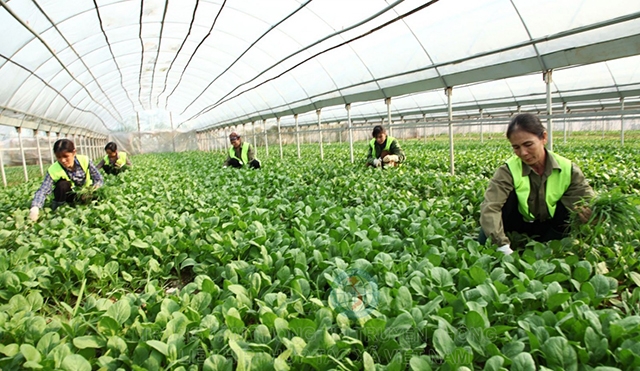 Mô hình trồng rau công nghệ cao giúp nâng cao hiệu quả hoạt động của các HTX (Ảnh:TL)