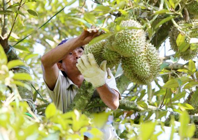 Giá trị kinh tế được nâng lên khi nông dân linh hoạt chuyển đổi cơ cấu cây trồng (Ảnh Tư liệu)