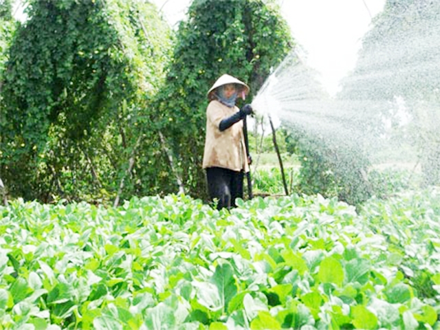 Việc chuyển đổi cơ cấu cây trồng sẽ được tỉnh tiếp tục thúc đẩy (Ảnh TL)