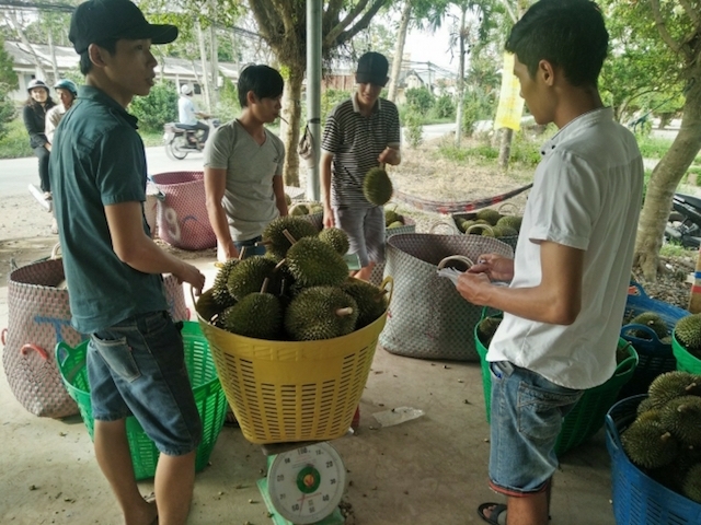 Giá sầu riêng giảm mạnh chỉ 25.000 - 40.000 đồng/kg (Ảnh: Internet)