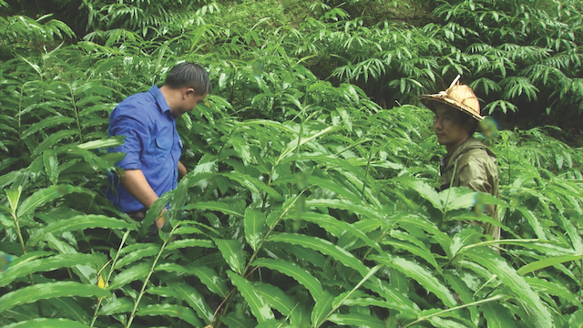 Phát triển nghề trồng cây dược liệu tại xã San Sả Hồ (Ảnh: TL)