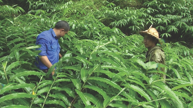 Phát triển nghề trồng cây dược liệu tại xã San Sả Hồ (Ảnh: TL)