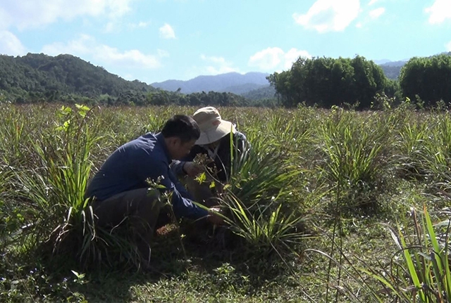 Ban quản trị HTX VanPa kiểm tra chất lượng sả nguyên liệu trước khi thu hoạch để chiết xuất tinh dầu