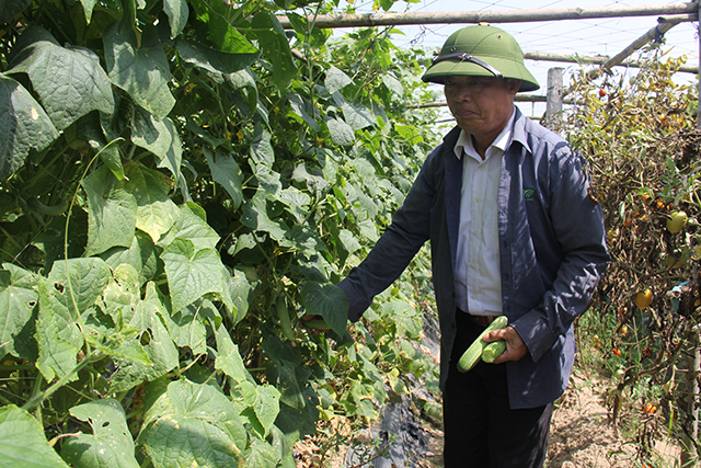 Giám đốc HTX nông nghiệp Liên Dương Bùi Văn Lương đang kiểm tra vườn dưa tại mô hình nhà lưới tưới tiết kiệm do Liên minh HTX Việt Nam hỗ trợ - ảnh Phạm Duy