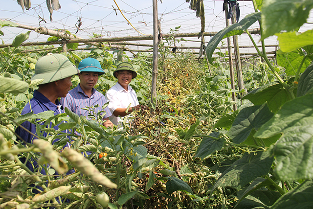 Mô hình nhà lưới, tưới tiết kiệm tại ruộng với diện tích 2 ha do Liên minh HTX Việt Nam hỗ trợ HTX Liên Dương mang lại hiệu quả cao gần gấp 10 lần sản xuất truyền thống. - ảnh Phạm Duy