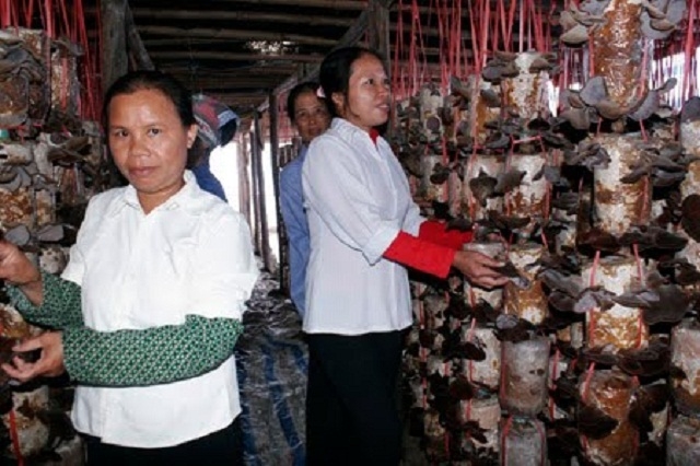 Mô hình trồng nấm của HTX sản xuất chế biến và tiêu thụ sản phẩm nấm Sáng Thiện Quảng Hội.