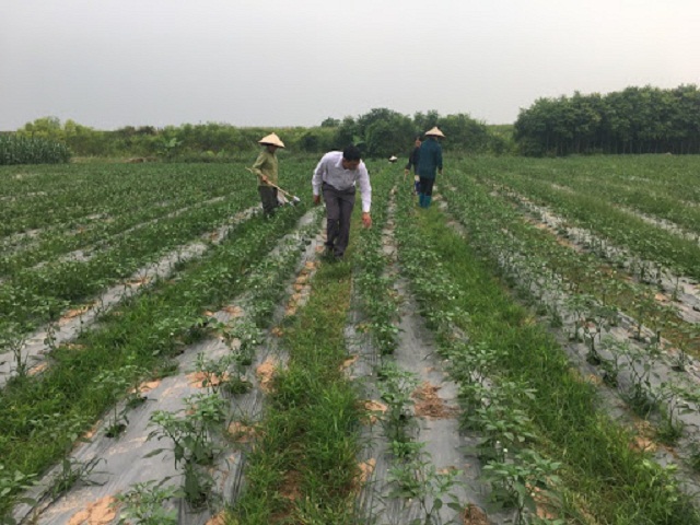 Mở rộng liên kết trồng ớt xuất khẩu tại HTX nông nghiệp Thượng Nông (Ảnh: TL)