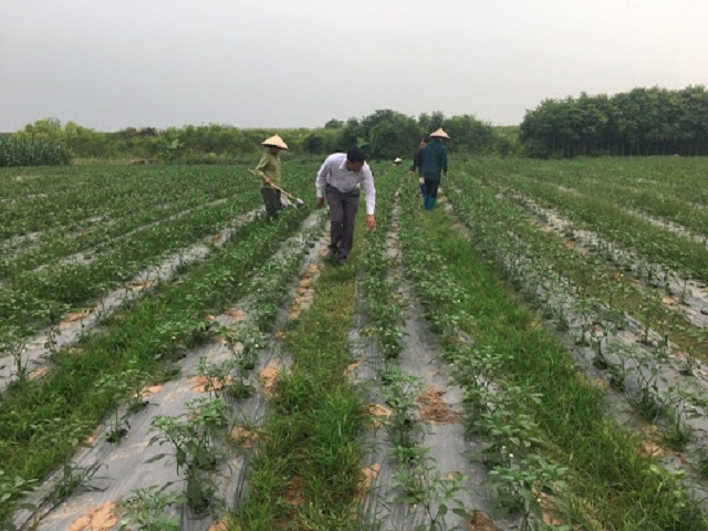 Mở rộng liên kết trồng ớt xuất khẩu tại HTX nông nghiệp Thượng Nông (Ảnh: TL)