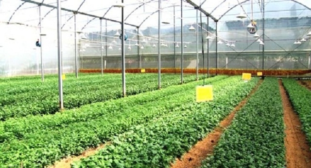 Trong 5 năm tới, Lâm Đồng phấn đấu đạt tỷ lệ 25% (75.000ha) diện tích canh tác ứng dụng công nghệ cao, tăng khoảng 15.000ha so với thời điểm đầu tháng 6/2020 (Ảnh: TL)