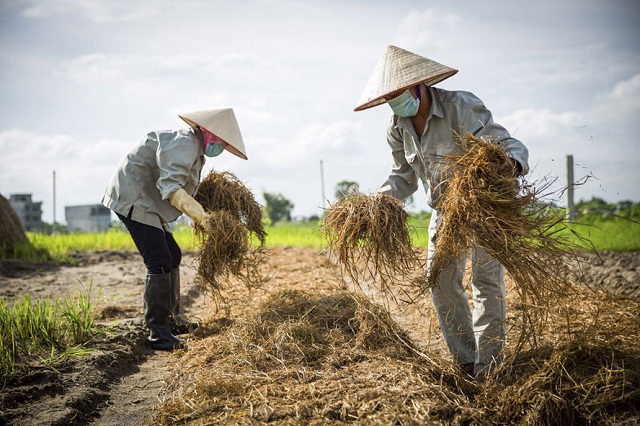 Tận dụng rơm, rạ sau thu mua để trồng nấm rơm.
