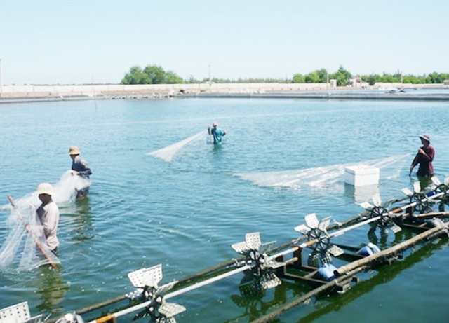 Mô hình chăn nuôi thủy sản đang cho thấy rất nhiều tiềm năng phát triển (Ảnh TL)