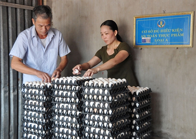 Các HTX tại Yên Phong đang phát triển mạnh nhờ sản xuất an toàn (Ảnh Tư liệu)