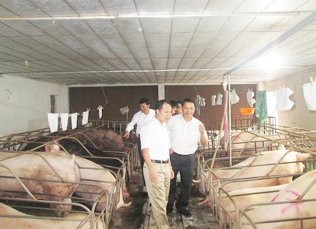 Các HTX sẽ được tạo điều kiện để phát triển theo chuỗi, nâng cao ATLĐ (Ảnh TL)