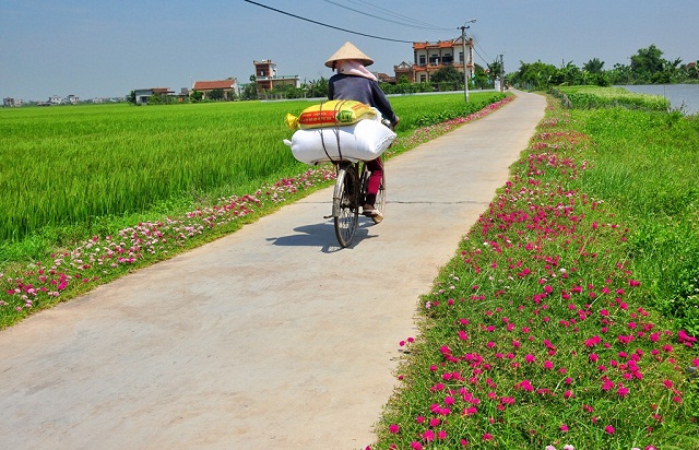 Các tuyến đường hoa là điểm nhấn trong xây dựng nông thôn mới.