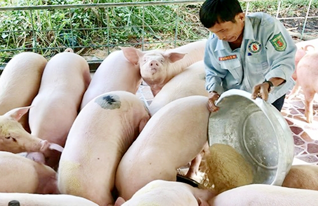 Yếu tố môi trường sinh thái được thành viên HTX đặc biệt chú trọng (Ảnh TL)