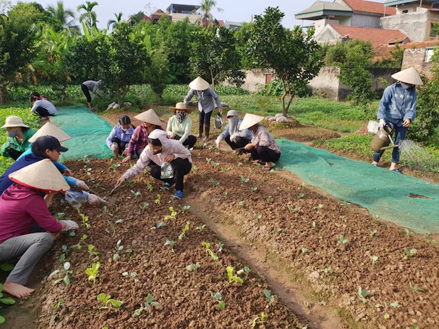 Lớp dạy nghề trồng rau hữu cơ.