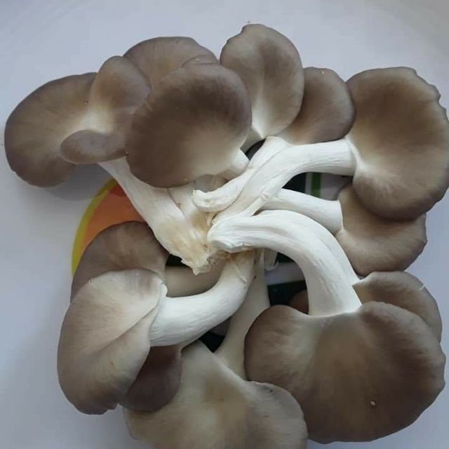 Trống nấm bào ngư xám là hướng đi mà anh Nguyễn Văn Hòa lựa chọn để mở hướng làm giàu (Ảnh: TL)