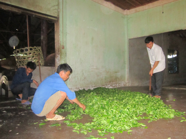 Nguồn nguyên liệu được HTX thu mua của người dân địa phương (Ảnh: TL)