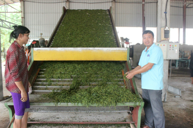 HTX Tuấn Băng chú trọng xây dựng thương hiệu Tuấn Băng trà (Ảnh: TL)