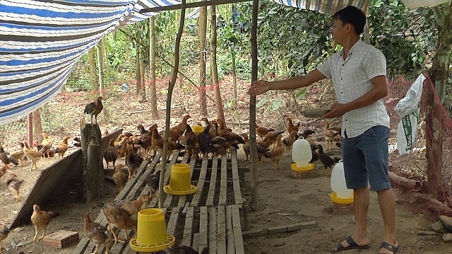 Anh Nguyễn Văn Ân thành công từ mô hình chăn nuôi tổng hợp gắn tiêu thụ sản phẩm (Ảnh: TL)