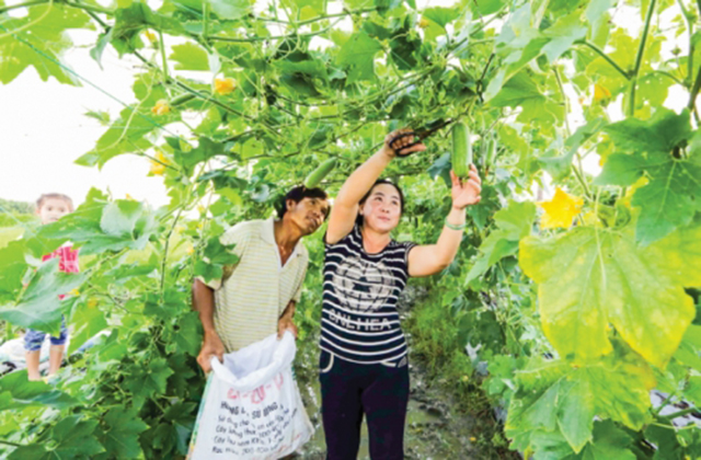 Cầu Ngang đang làm rất tốt công tác hỗ trợ để xóa đói, giảm nghèo, giúp người dân vươn lên làm giàu (Ảnh Tư liệu)