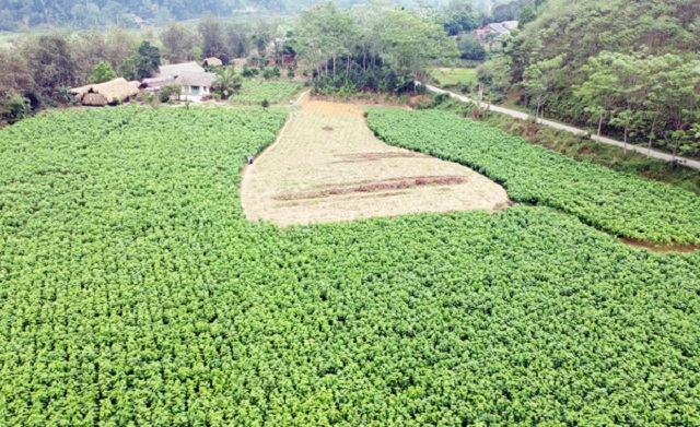 Vùng nguyên liệu dâu tằm tại xã Việt Tiến.