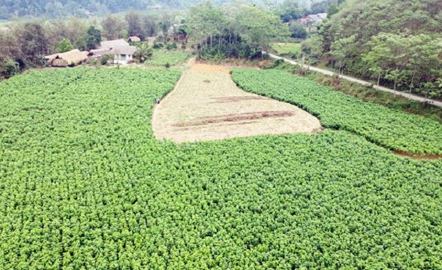 Vùng nguyên liệu dâu tằm tại xã Việt Tiến.