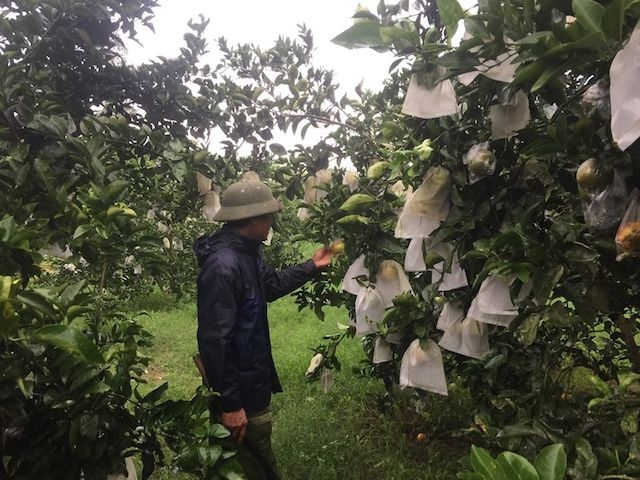 Nghệ An có nhiều sản phẩm thuận lợi cho việc phát triển mô hình liên kết giữa HTX với doanh nghiệp (Ảnh minh hoạ: TL)