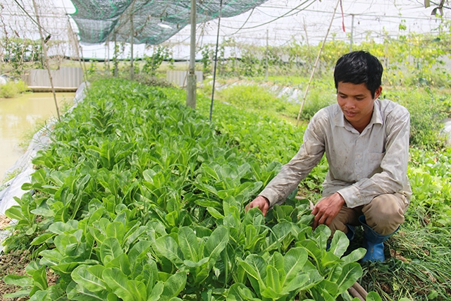 Liên kết chuỗi sản xuất nông nghiệp sạch công nghệ cao giúp nông sản ổn định đầu ra, tạo việc làm, tăng thu nhập cho các thành viên HTX (Ảnh: Phạm Duy)