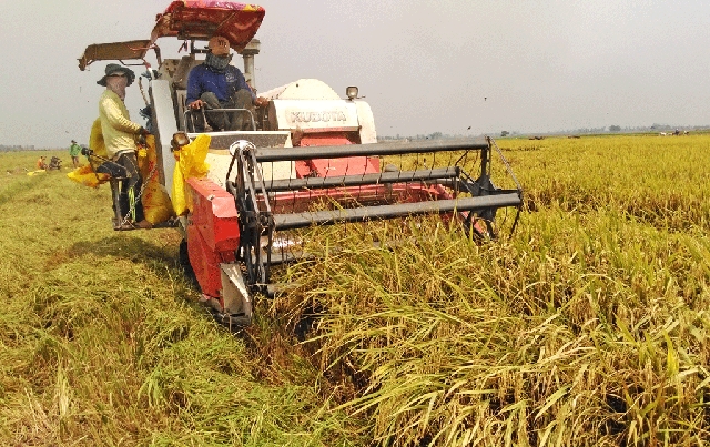 Liên kết sản xuất trên cánh đồng mẫu lớn để cơ giới hoá sẽ giúp nâng cao đời sống, ổn định thu nhập cho người dân (Ảnh:TL)