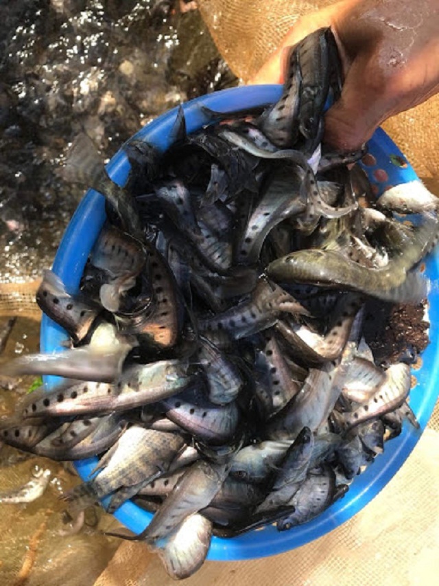 Ngoài nuôi gà, anh Ân nuôi thêm dê, thả cá, trồng cây ăn quả (Ảnh: TL)