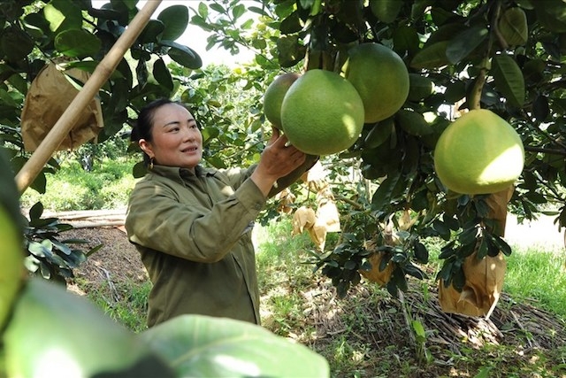 Mô hình trồng bưởi da xanh mang lại hiệu quả kinh tế cao cho người dân tại xã Bồng Khê, Con Cuông.