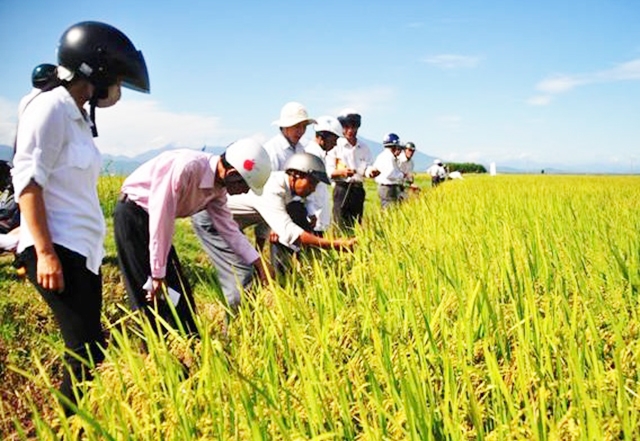 Nông dân Tam Bình đang đổi đời nhờ sản xuất nông nghiệp sạch, chú trọng môi trường sinh thái (Ảnh TL)