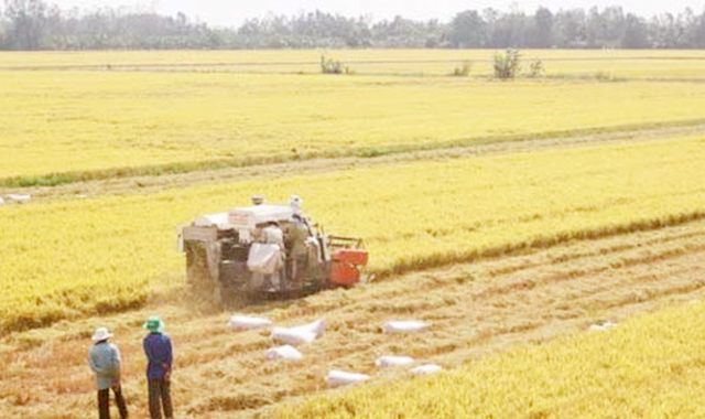 Các HTX sẽ tiếp tục được đẩy mạnh phát triển để làm điểm tựa cho nông dân phát triển sản xuất an toàn, bền vững (Ảnh TL)