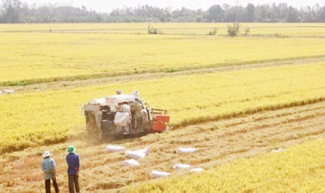 Các HTX sẽ tiếp tục được đẩy mạnh phát triển để làm điểm tựa cho nông dân phát triển sản xuất an toàn, bền vững (Ảnh TL)