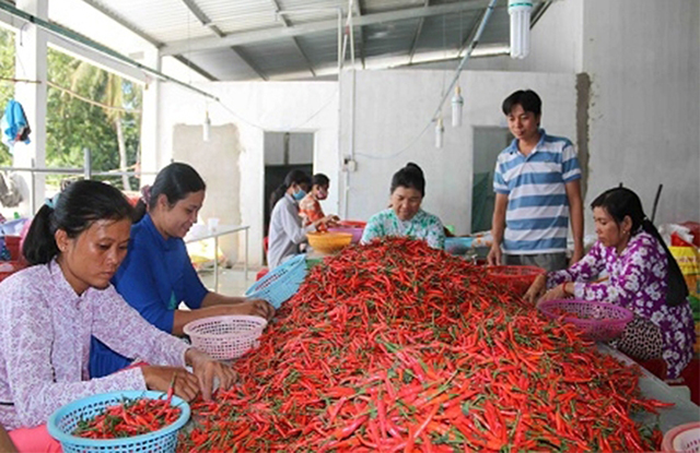 Sản xuất khoa học mang lại giá trị lớn về kinh tế, giúp nông dân vươn lên làm giàu (Ảnh Tư liệu)
